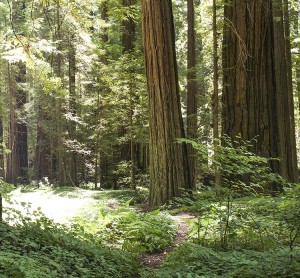 A trail through a redwood forest. Redwood National Park, CA, USA.